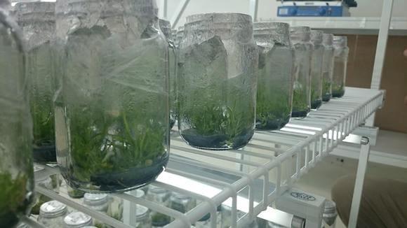 in  vitro