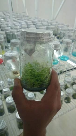 drosera capensis