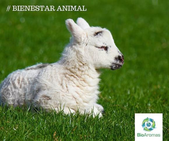 Bienestar Animal