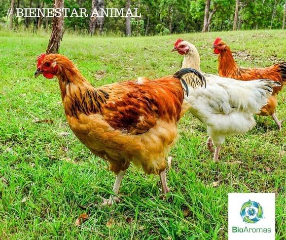 Bienestar Animal