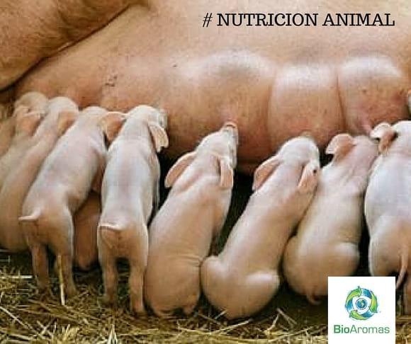 Nutrición Animal