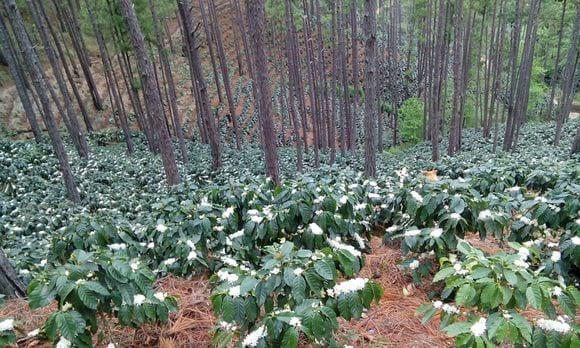 CULTIVO DE CAFÉ TRATADO CON PRODUCTOS ERGO