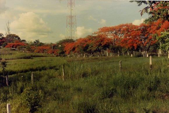 Campo Experimental Pecuario del Istmo, Tolosita, Oaxaca