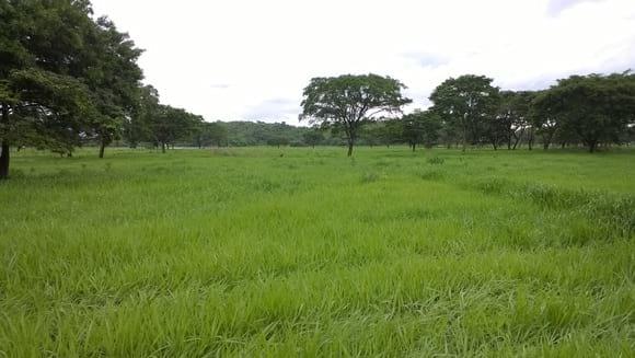 potreros brachiaria brizantha