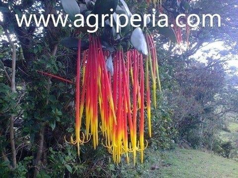 www.agriperia.com