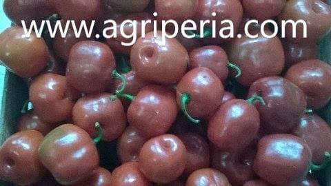 www.agriperia.com