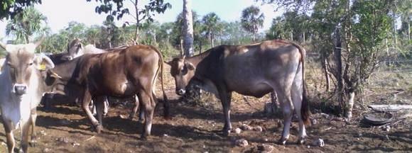 mis vacas