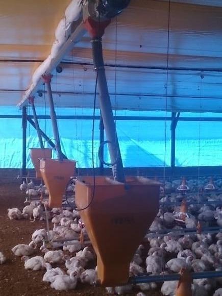 Sistema comedero automatico para galpon pollos parrilleros