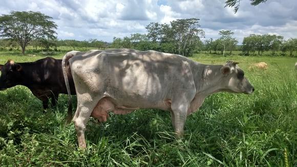 Vacas mestizas