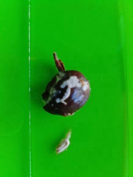 BROCA DEL CAFE (Hypothenemus hampei) AFECTADA POR BEAUVERIA BASSIANA JULIO DE 2016