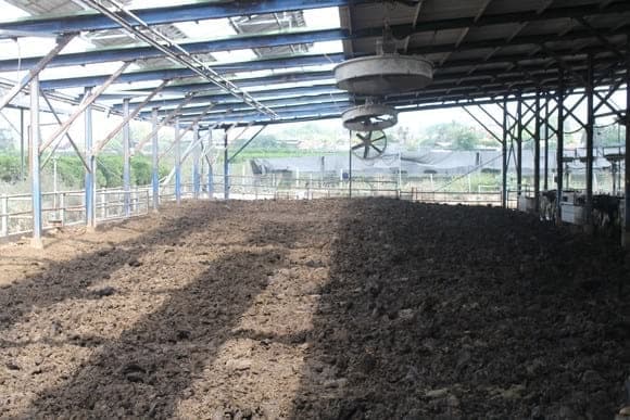 Manejo de camas en establos lecheros especializados