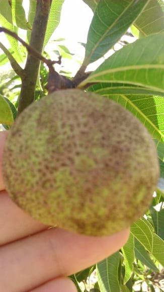 mango