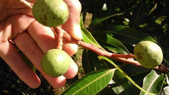 mango