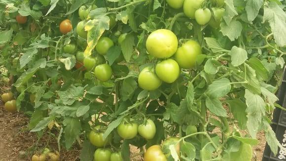 TOMATE ORGÁNICO CERTIFICADO