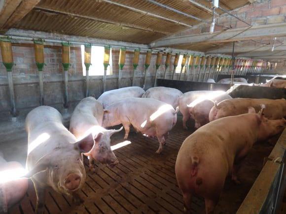 Sistema de alimentación " caída rápida"