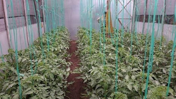 tomate orgánico en suelo