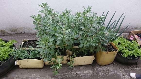 huerto urbano-habas en recipientes plásticos con sustrato