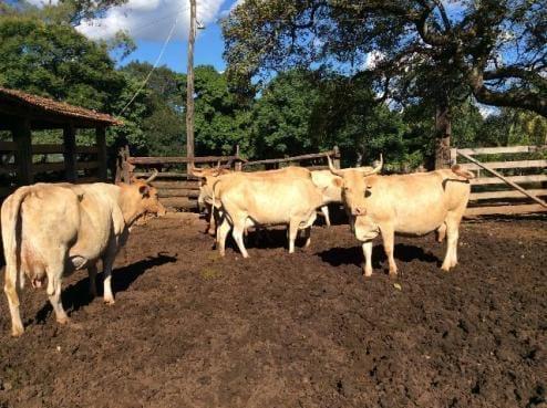 gado caracu leiteiro