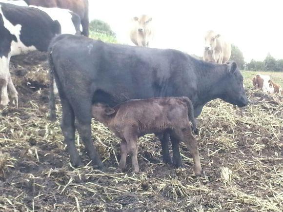 HANAFUJI VACA WAGYU F1 CON CRIA WAGYU AKAUSHI F2.