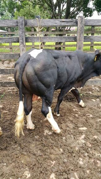 CRUCE CON BLANCO AZUL BELGA