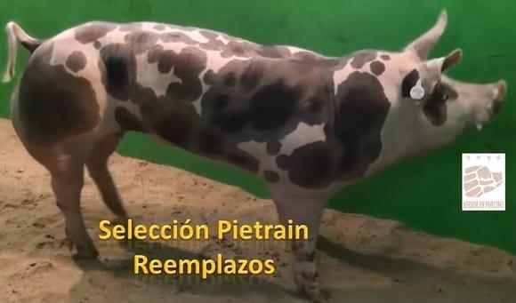 Semen Aleman