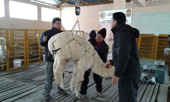 CONTROL DE PESO DE ALPACAS DE ENSAYO BIOLOGICO CON ESTUDIO DE CONSUMO DE ENSILADO DE CEBADA  FORRAJERA