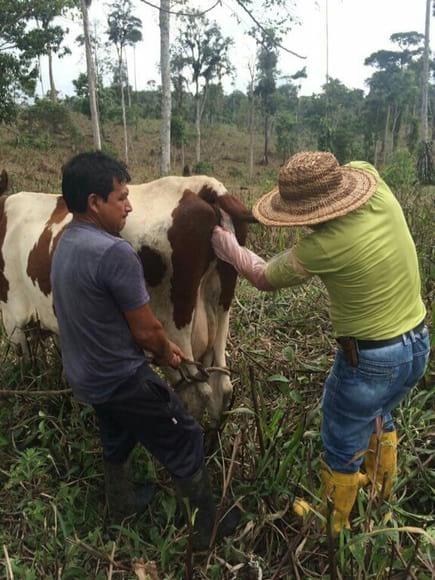 Ginecologia bovina