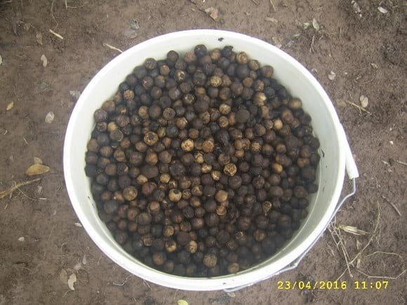 semilla teca