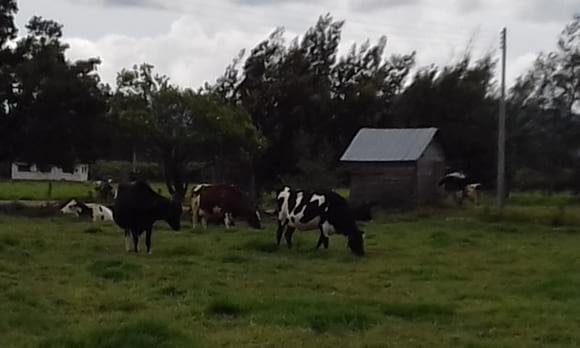Ganaderia de leche