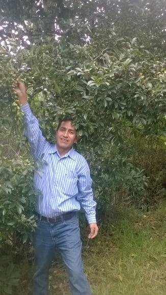 ARBOL DE CHIMICUNA
