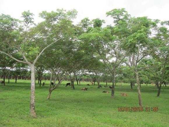AREA DE CONFORT PARA BECERROS