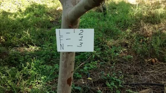 Identificación de árboles frutales