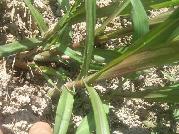 desarrollo vegetativo de maralfalfa