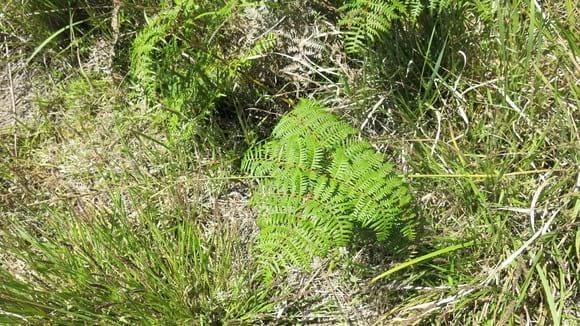 Pteridium (helecho macho)