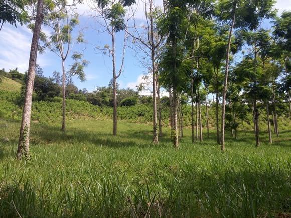 Brachiaria bajo bosque de Acrocarpus fraxinifolius