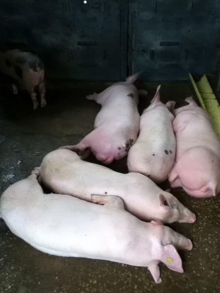 Lechones de 4 meses