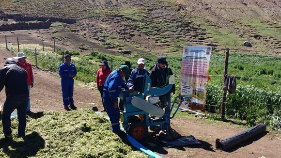 COSECHA Y PICADO DE CEBADA FORRAJERA EN LA COMUNIDAD DE CARHUANCHO