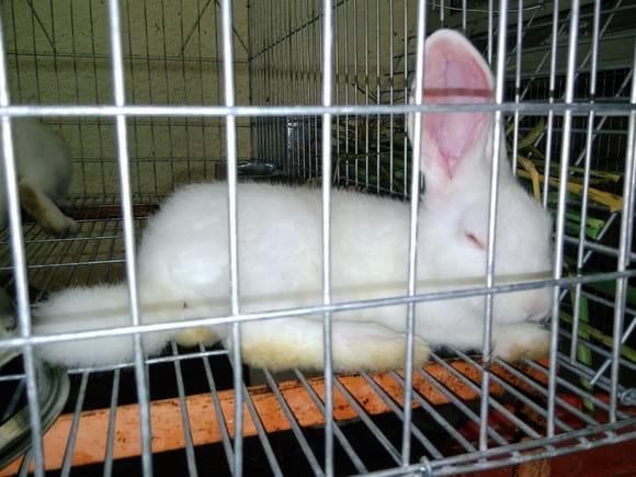 Pie de Cria, Nueva Zelanda Blanco, macho nacido el 8 de Nov de 2016. Padres importados por PROTINAL proyecto Universidad de Carabobo.