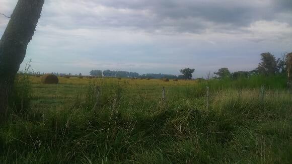 Temprano en el campo