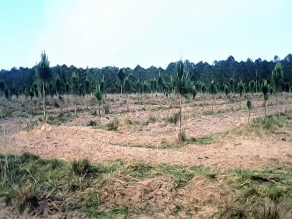 FORESTAL EL TIMBO