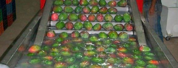 Tratamiento Cosecha y Post Cosecha en Mango