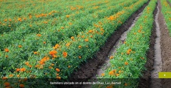 Nuestros Cutivos