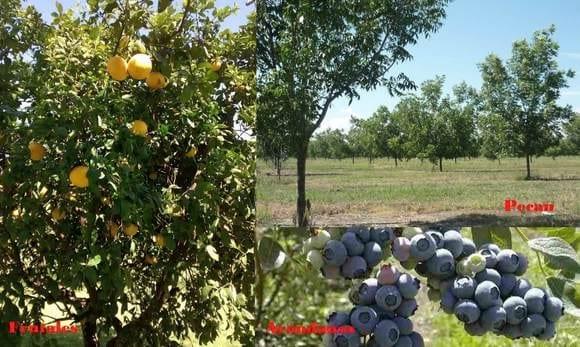 Análisis químico foliar