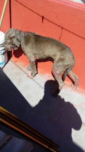 Perro con alergia alimentaria