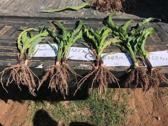 Fertilizacion  en base a Analisis de Suelo  , en Suelo Arenoso