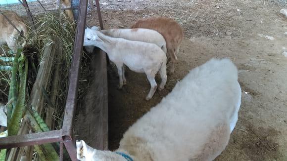 Son el blanco y la zarda