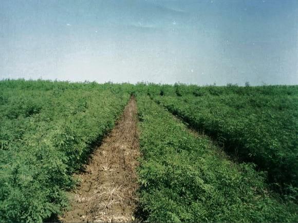 Banco de proteina con Leucaena