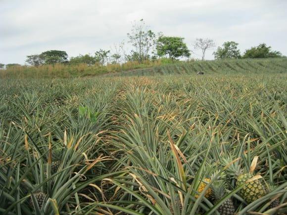 Sintomatologia fusariosis piña Oro Miel