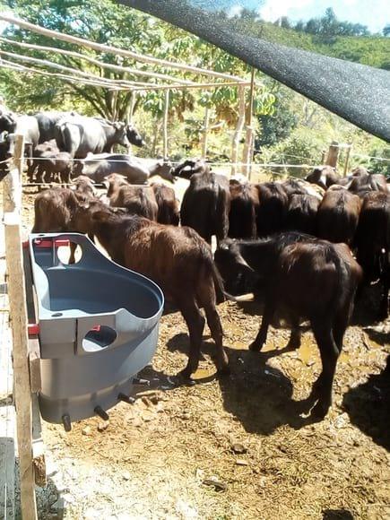 milk bar para bucerros