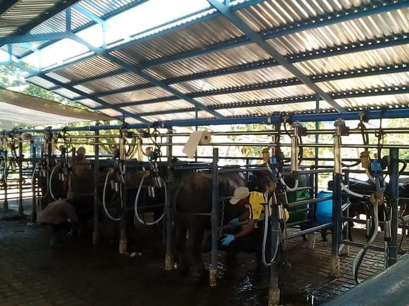 ordeño mecánico bufalas DeLaval